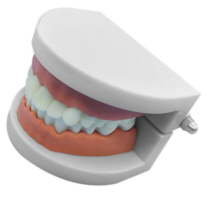 Dental models, oral materials, dental kindergarten teaching exercises, simulated dentures wholesale, 1:1 dental molds