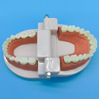 Dental models, oral materials, dental kindergarten teaching exercises, simulated dentures wholesale, 1:1 dental molds - Image 2